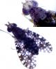 Trypetoptera punctulata